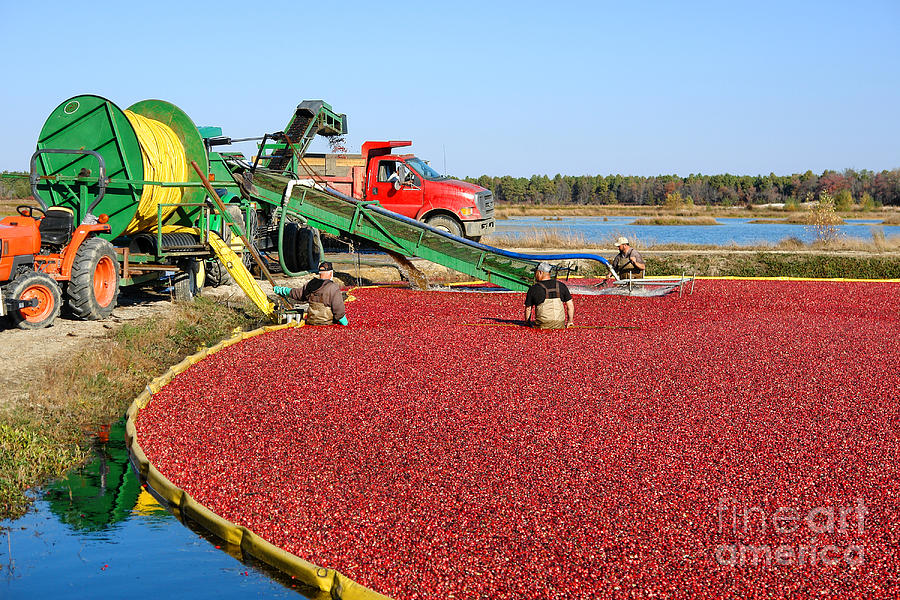 Fall Photograph - Cranberry Farming by Olivier Le Queinec