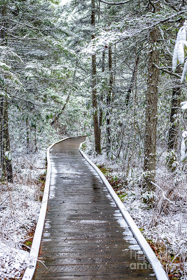 Cranberry Glades Boardwalk with Snow Photograph by Thomas R Fletcher