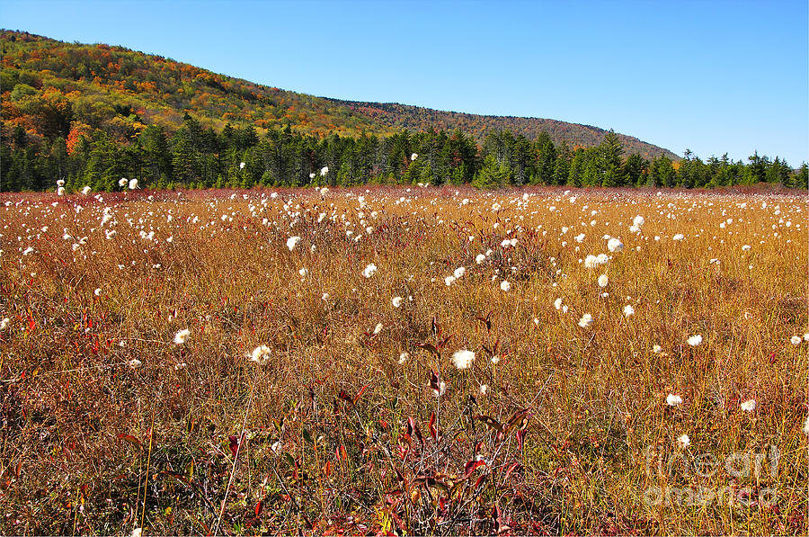 Cranberry Glades In Fall Color Photograph