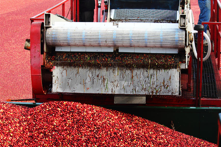 Cranberry Harvest Photograph by Andrew Pacheco