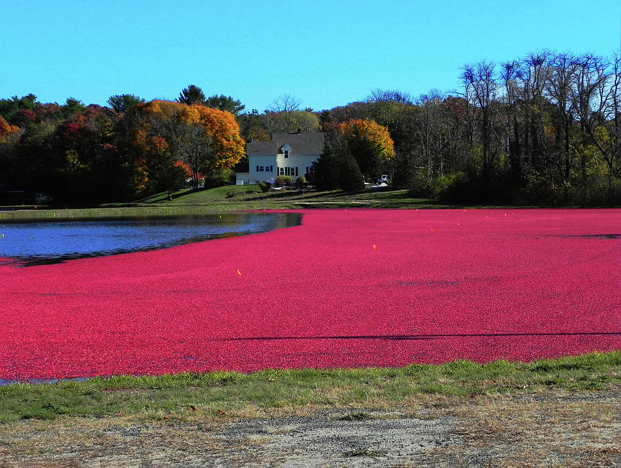 Cranberry Harvest Photograph by Kathleen Moroney
