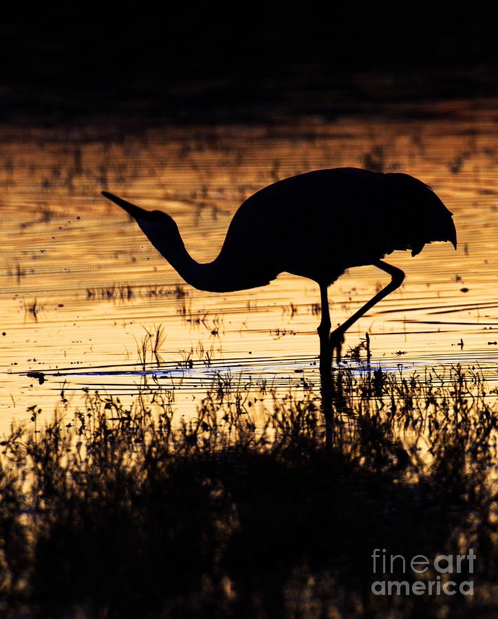 Nature Photograph - Crane after the sun goes down by Ruth Jolly
