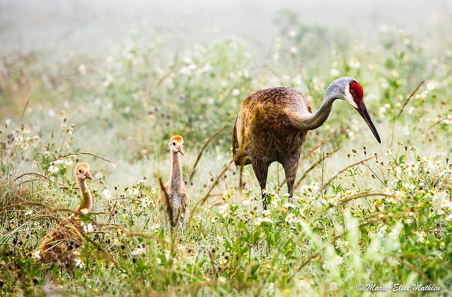 Crane And Babies Photograph by Marie Elise Mathieu - Fine Art America