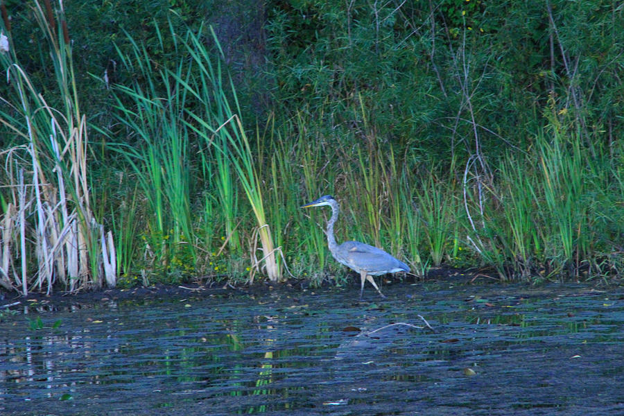 Crane Photograph - Crane at Seven Lakes by Robert Carey