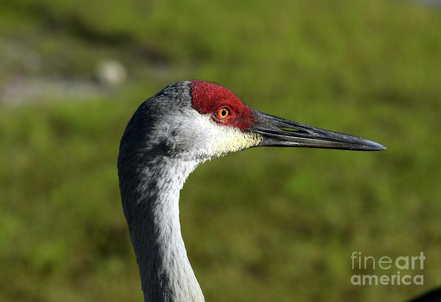 Crane Cameo Photograph by William Tasker | Fine Art America