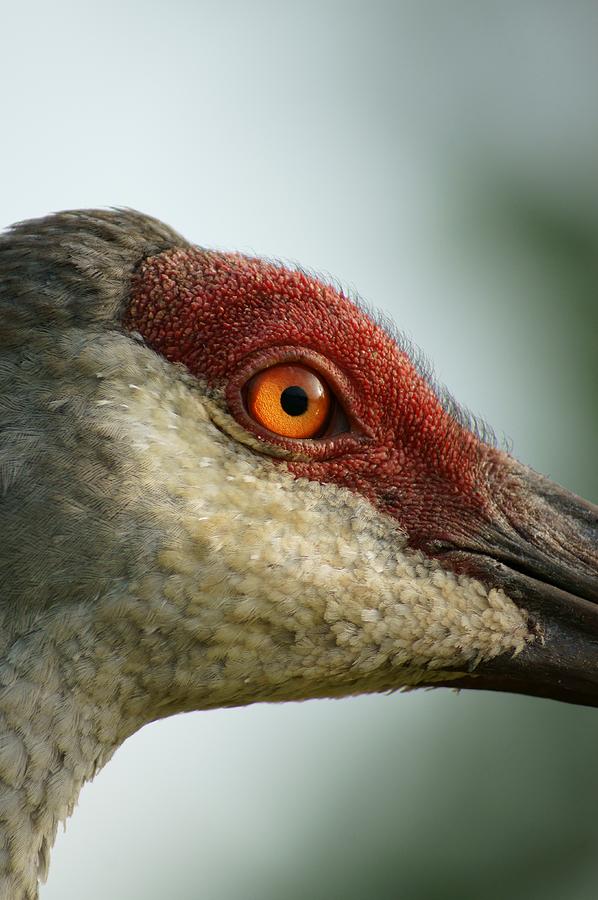 Crane Close Up Photograph by Lynda Dawson-Youngclaus