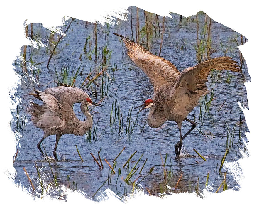 Bird Digital Art - Crane Courtship by Larry Linton