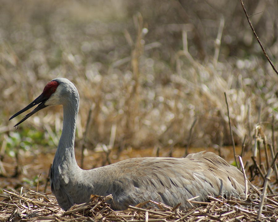 Crane Family Photograph by Theresa Cangelosi