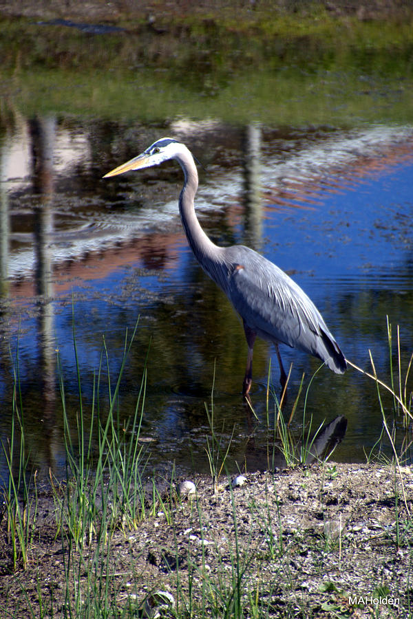 Crane Fishing at Vitalia Photograph by Mark Holden - Fine Art America