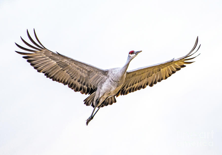 Crane Flight Photograph by Lisa Manifold
