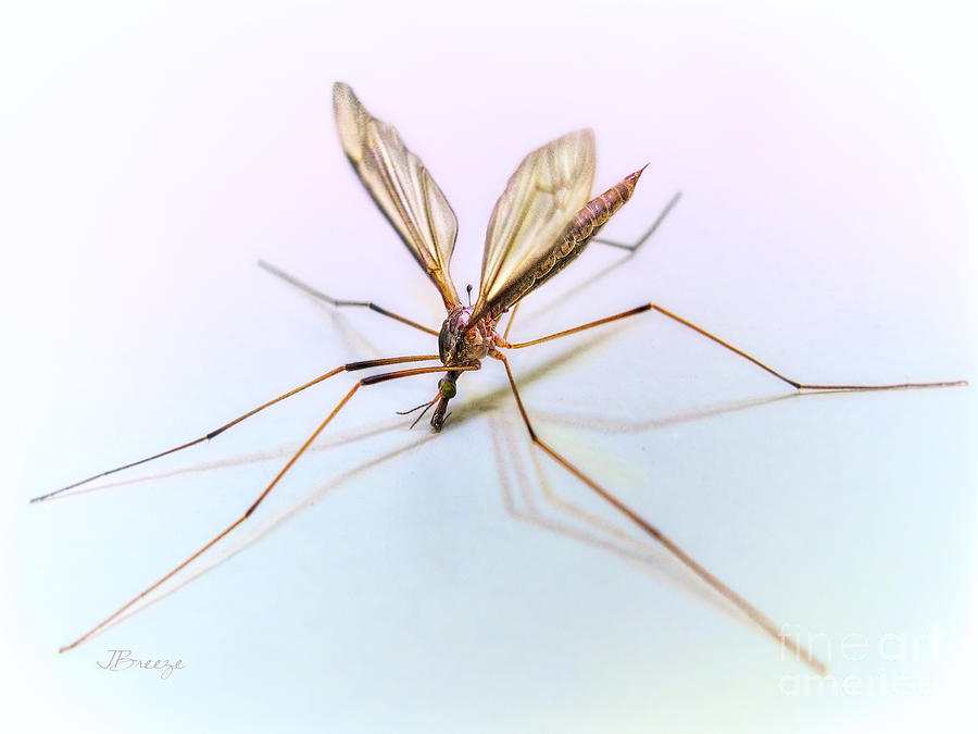 Crane Fly Bug Photograph by Jennie Breeze