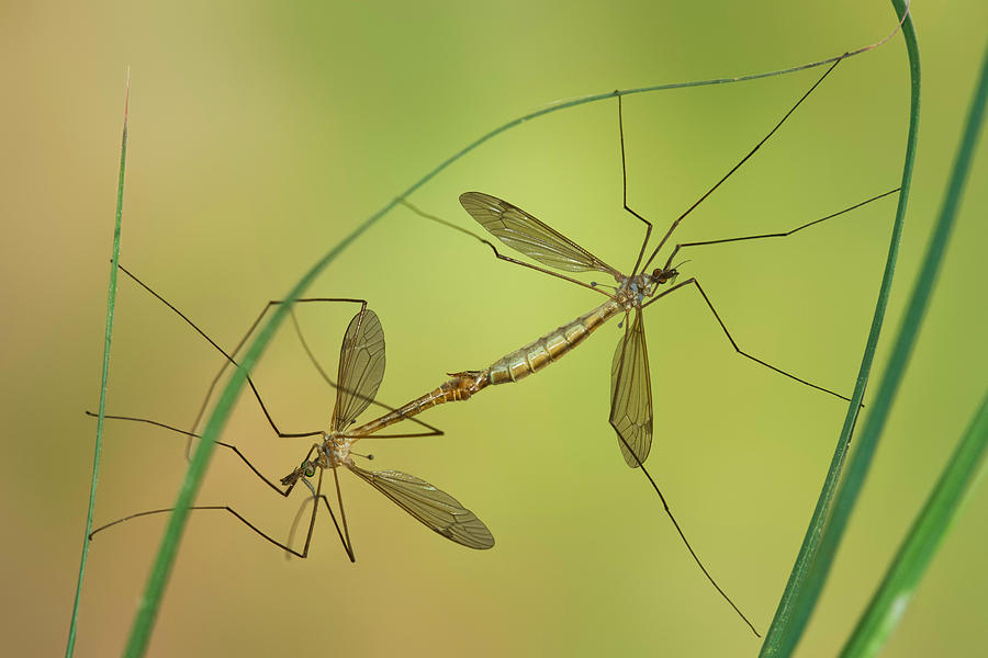 Crane Fly in Love Photograph by Yuri Peress