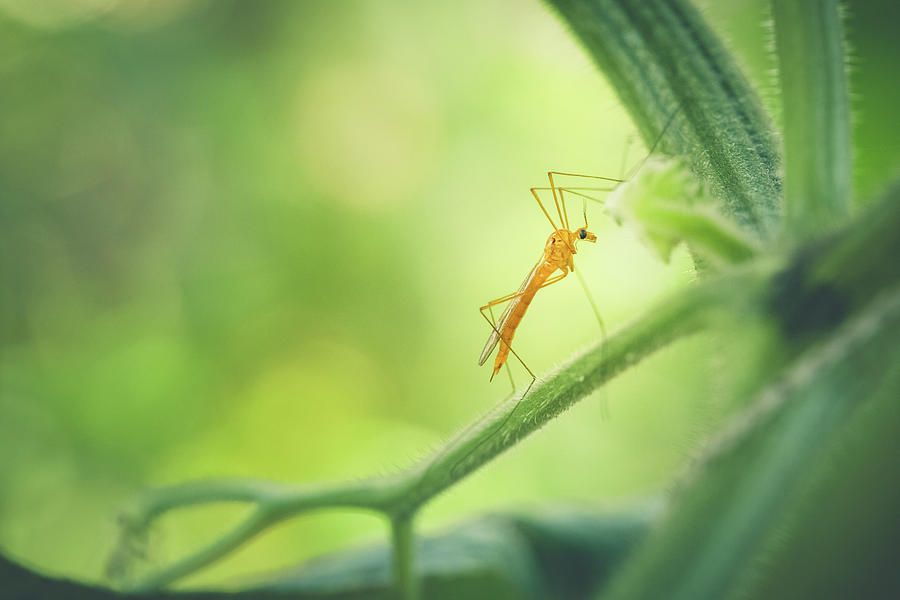 Nature Photograph - Crane Fly In The Garden by Debi Bishop