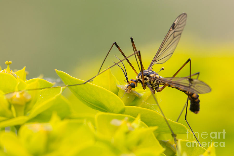 Crane fly Photograph by Jivko Nakev