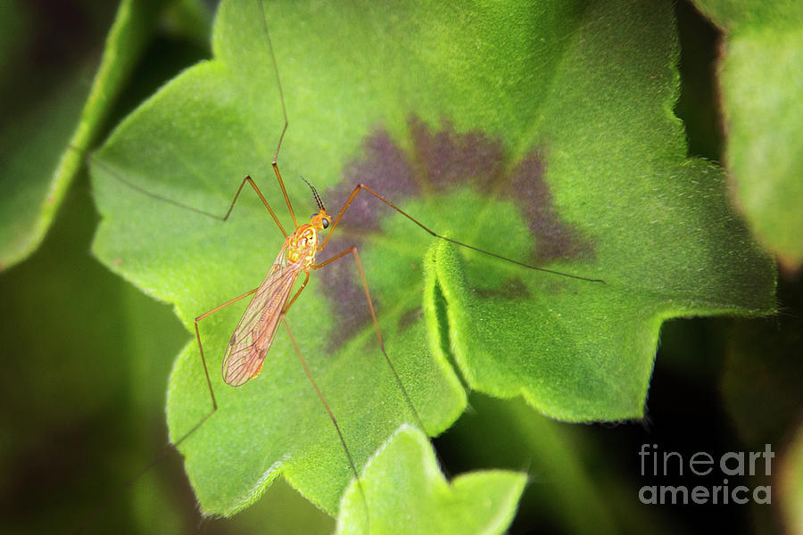 Crane Fly On Geranium Photograph by Sharon McConnell
