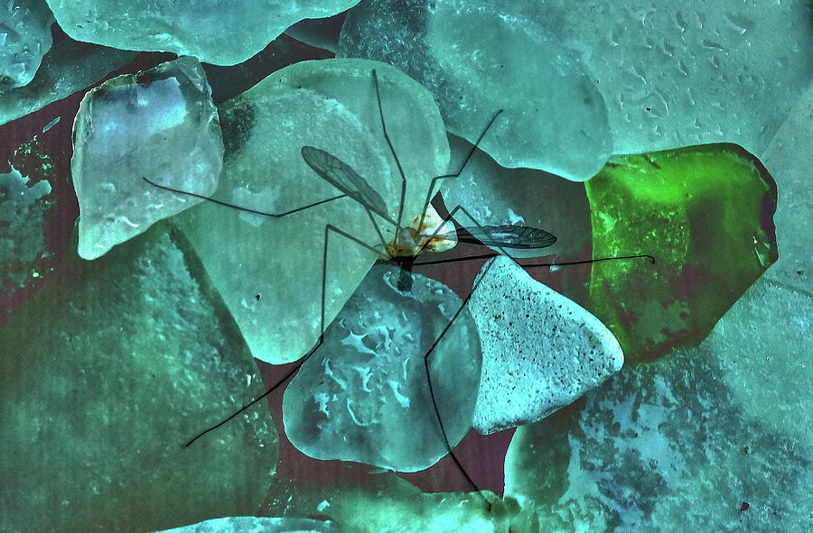 Crane Fly on Sea Glass Photograph by Jeff Townsend