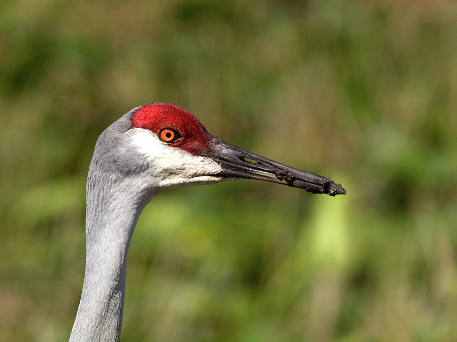 Crane Head Photograph by Phil Stone