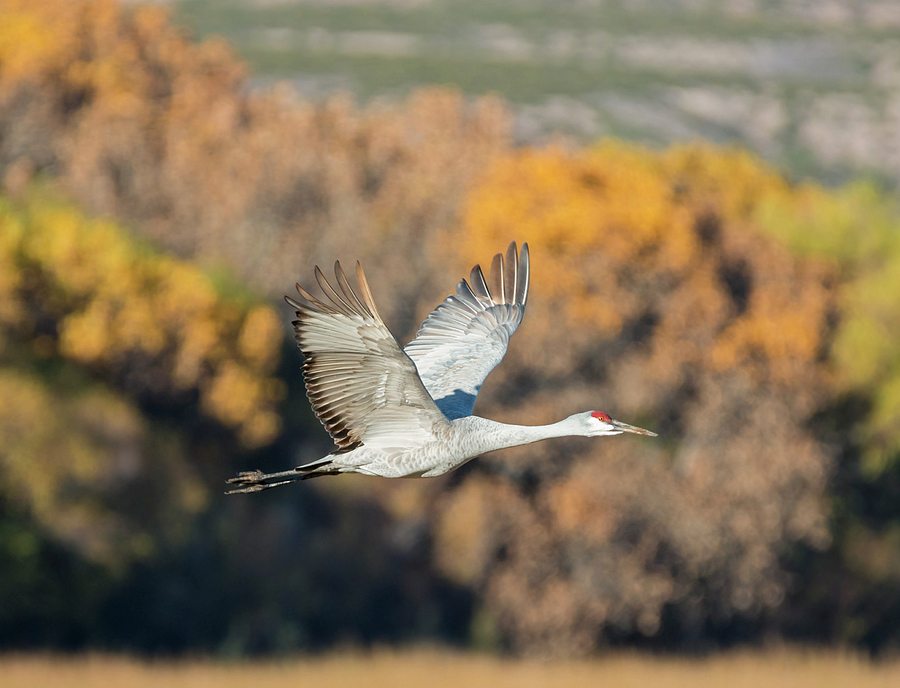 Crane in Autumn Photograph by Loree Johnson