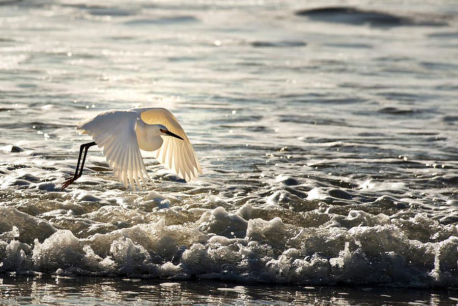 Crane in flight Photograph by Rita Hill - Fine Art America