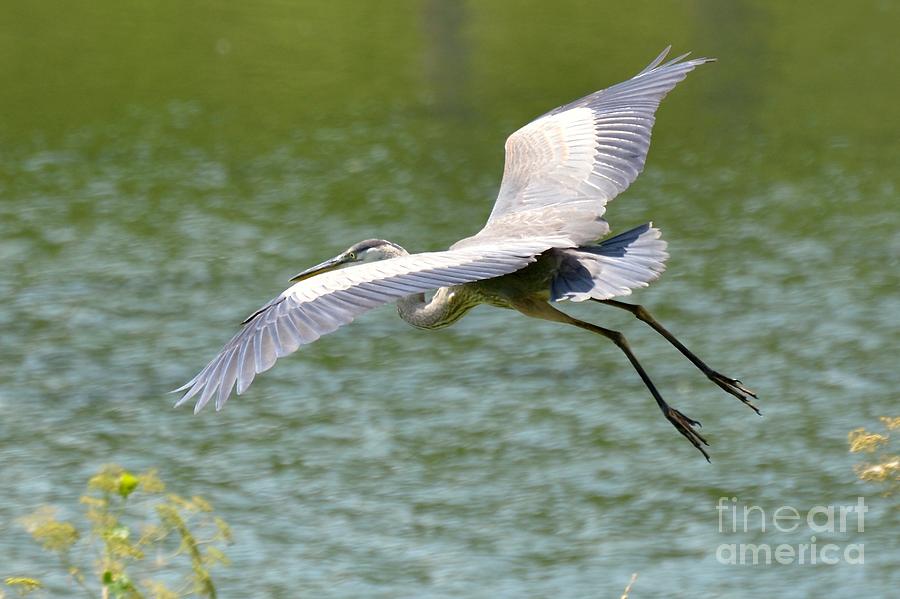 Crane in Flight Photograph by Suzy McLendon - Pixels