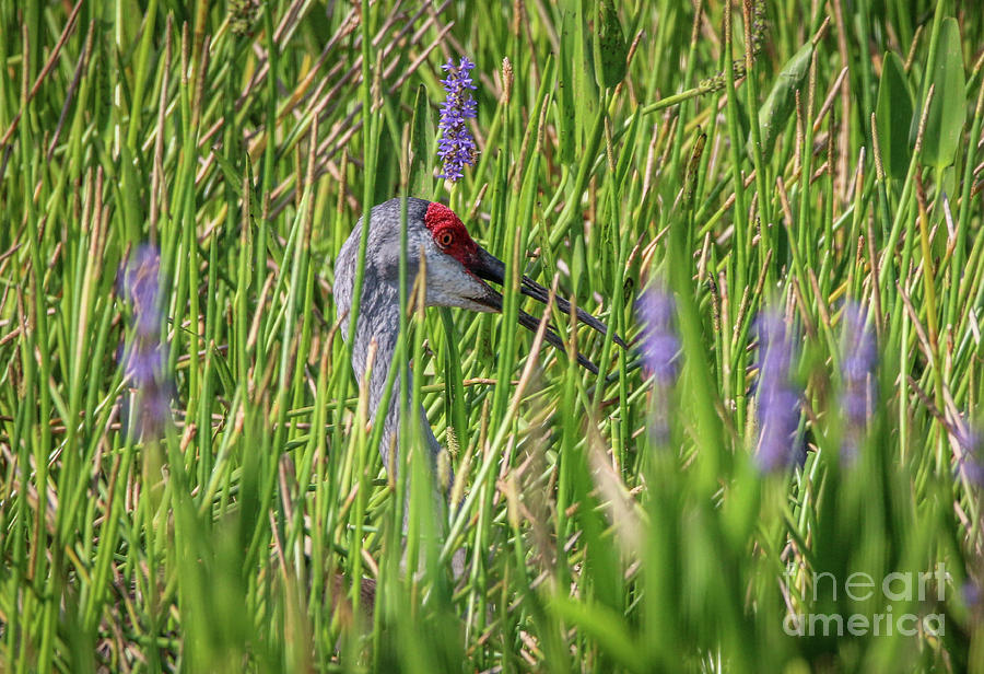 Crane in Grass Photograph by Tom Claud