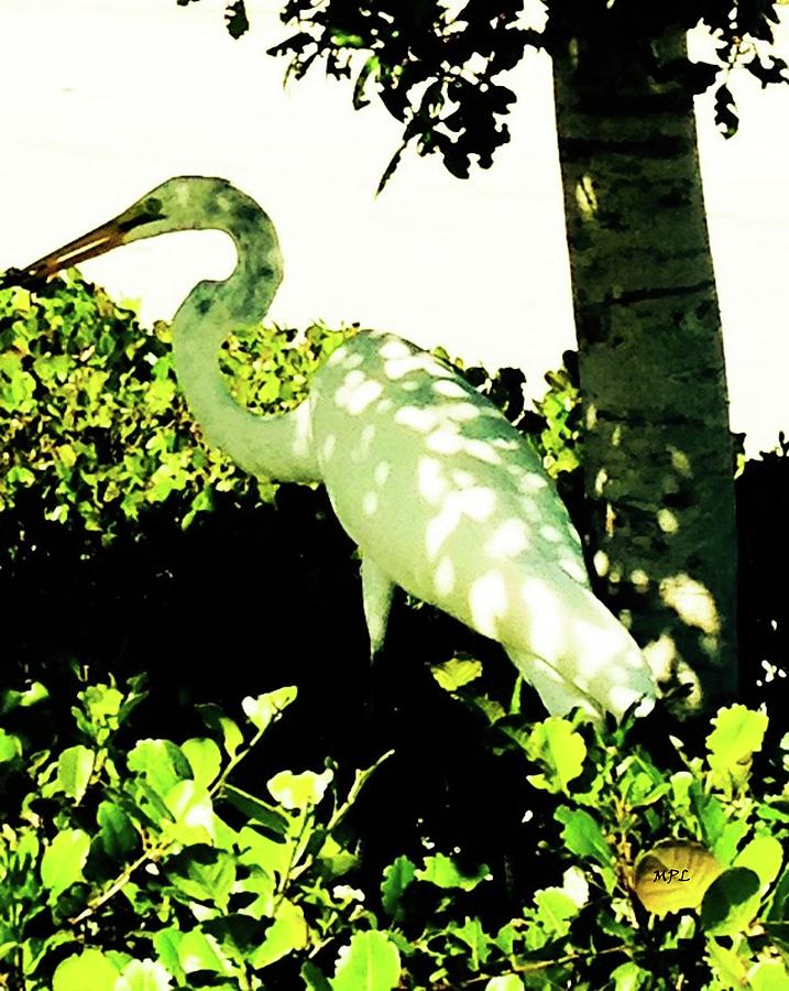Crane in Need of Shade Photograph by Marian Lonzetta