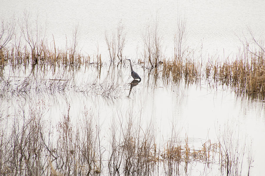 Crane in Reeds Photograph by Laura Pratt
