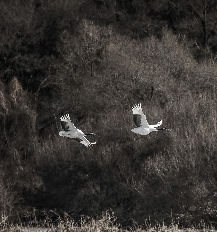 Crane In The Air Photograph by Hyuntae Kim