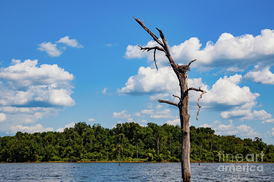 Crane Nest on Lake Fork Photograph by George Lehmann