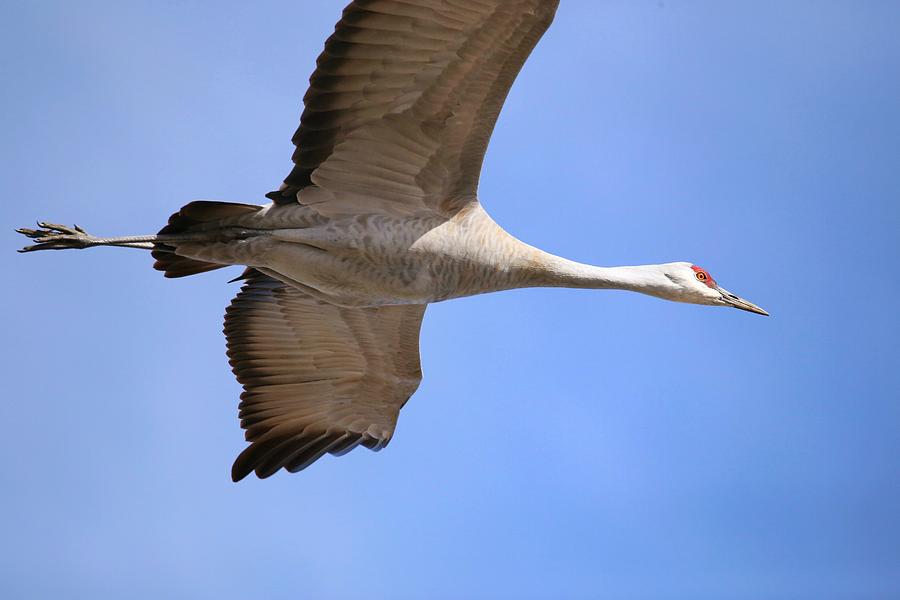 Crane overhead  Photograph by Lynn Hopwood