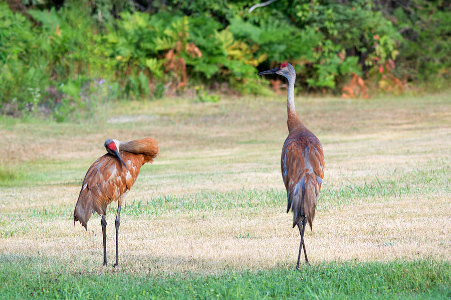 Crane the Neck Photograph by Linda Kerkau - Fine Art America