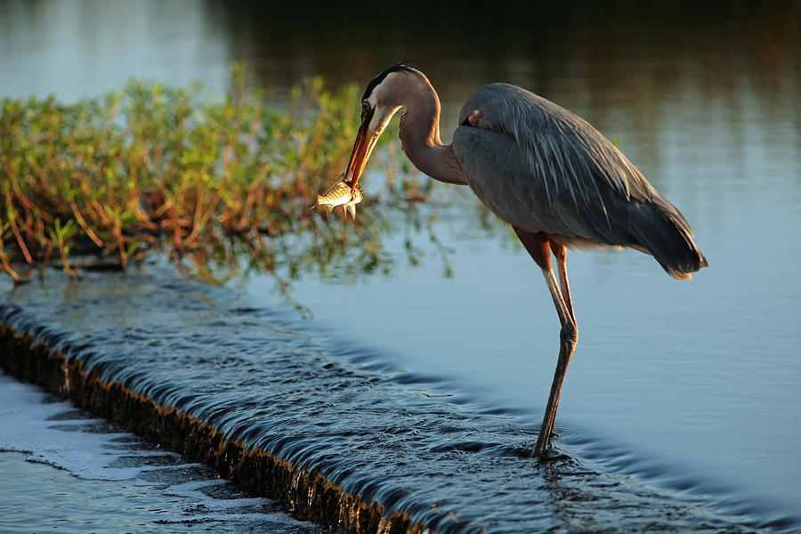 Crane with Lunch Photograph by James Jones - Fine Art America