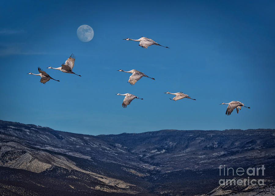Cranes Across Colorado Blue Photograph by Janice Pariza