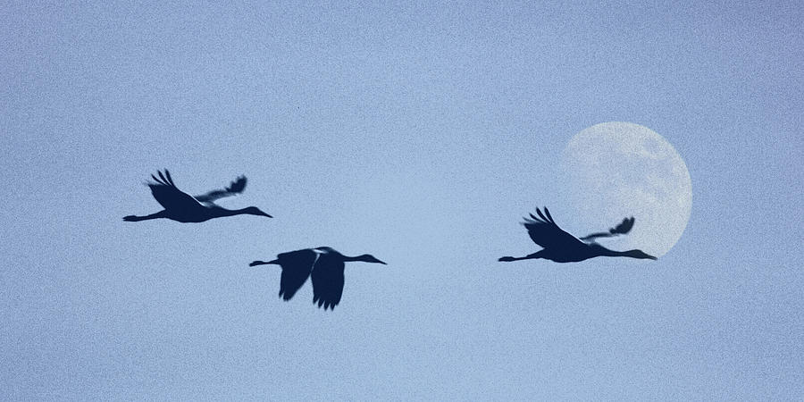 Cranes and Moon Photograph by Jerry Griffin