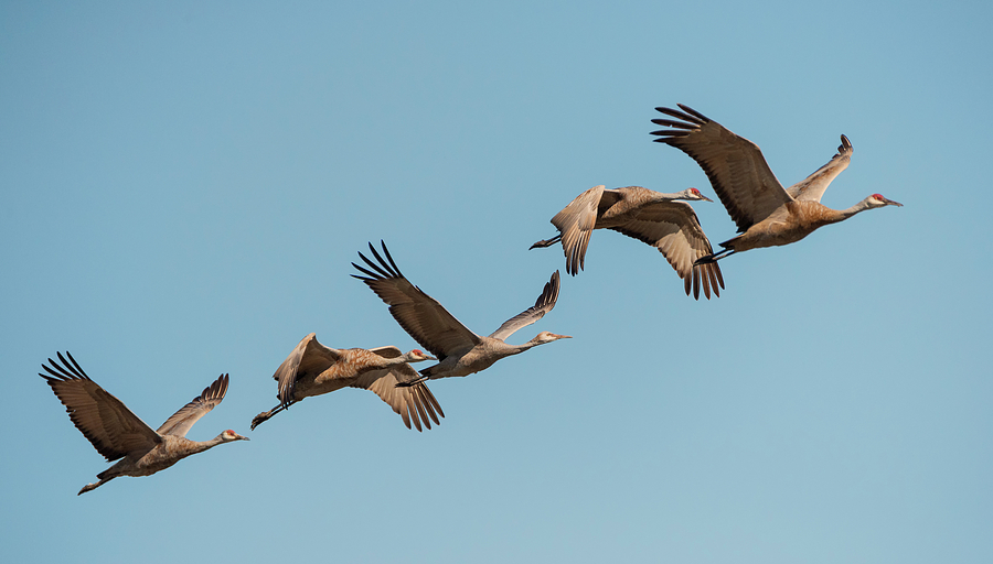 Cranes Ascending Photograph by Loree Johnson