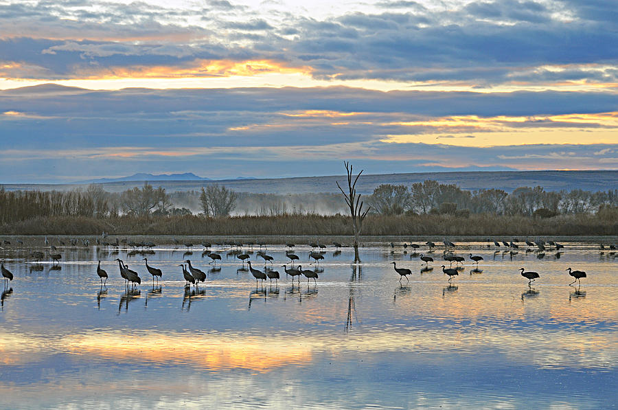 Cranes at Dawn 1 Photograph by Diana Douglass