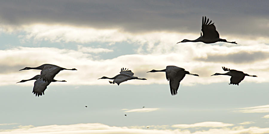 Cranes at Dawn 2 Photograph by Diana Douglass