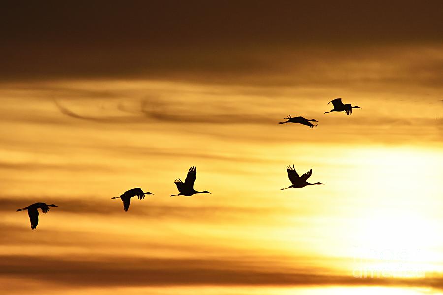 Cranes at Sunrise 2 Photograph by Larry Ricker