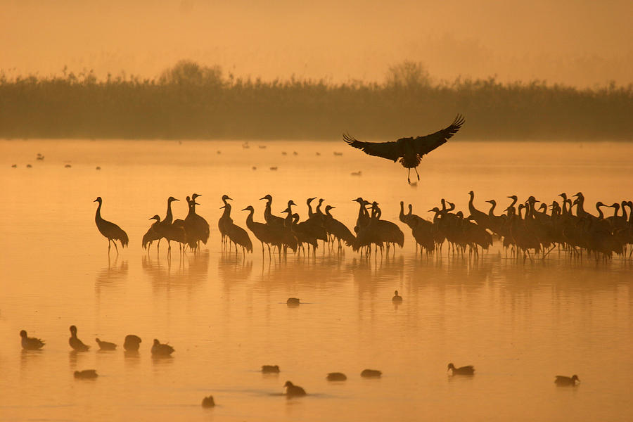 Bird Photograph - Cranes at sunrise by Avi Hirschfield
