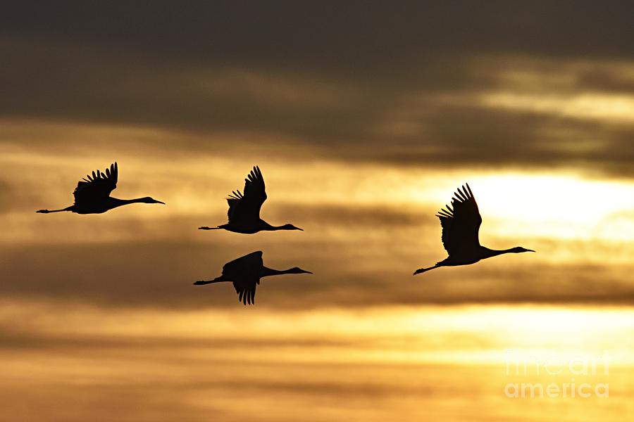 Cranes at Sunrise Photograph by Larry Ricker