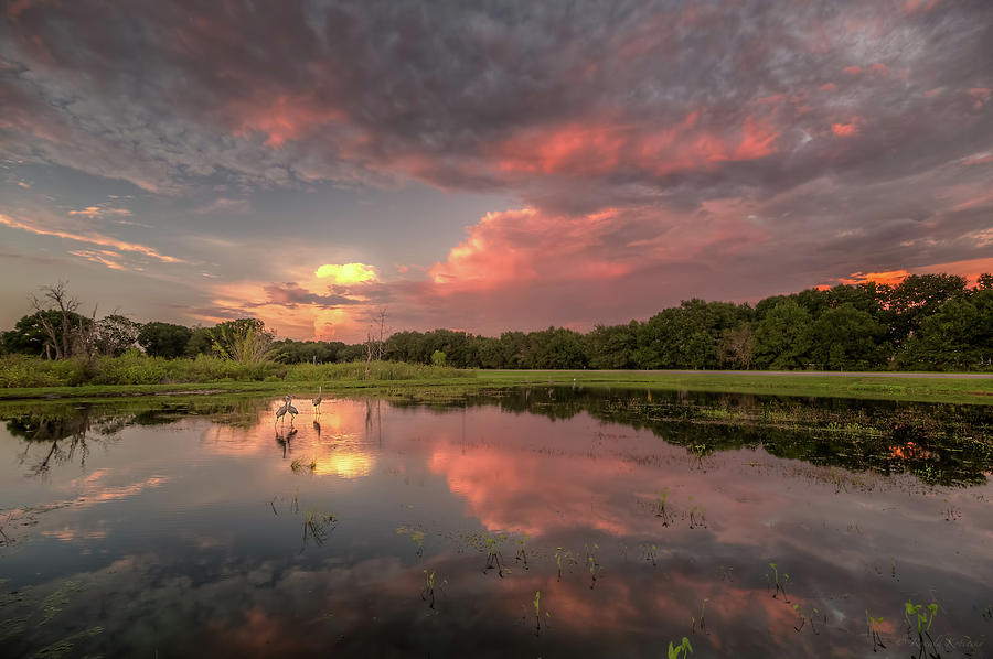 Cranes at Twilight Photograph by Ronald Kotinsky - Pixels