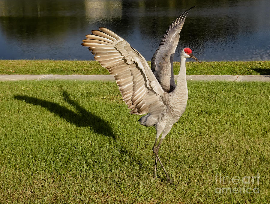 Bird Photograph - Cranes beauty pose by Zina Stromberg