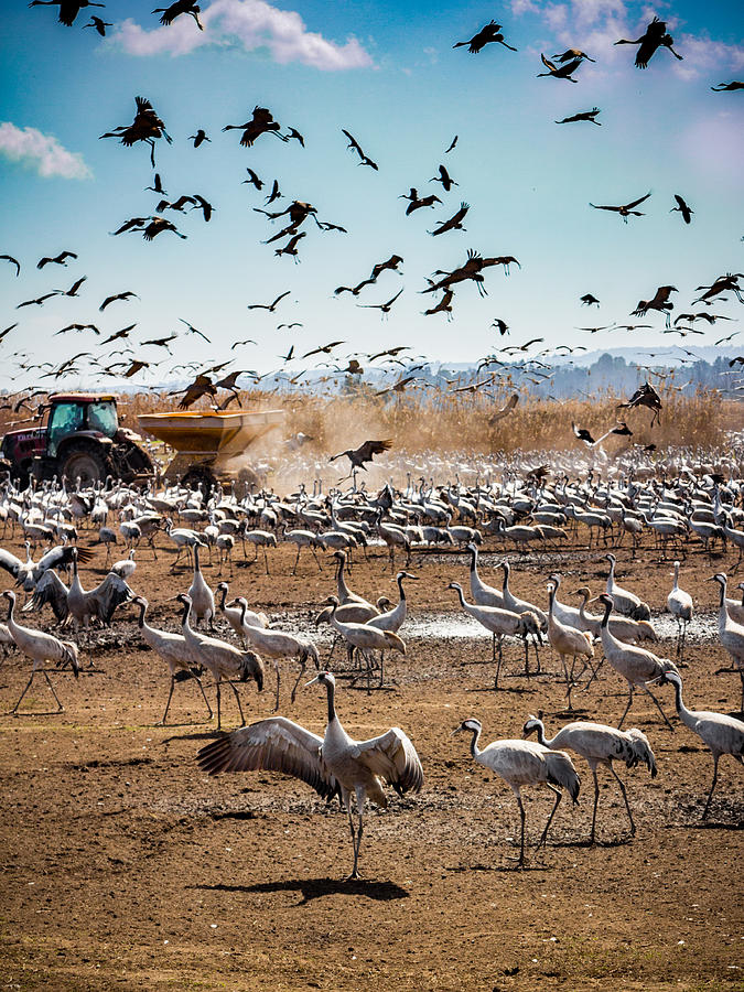 Nature Photograph - Cranes feeding by Mark Perelmuter