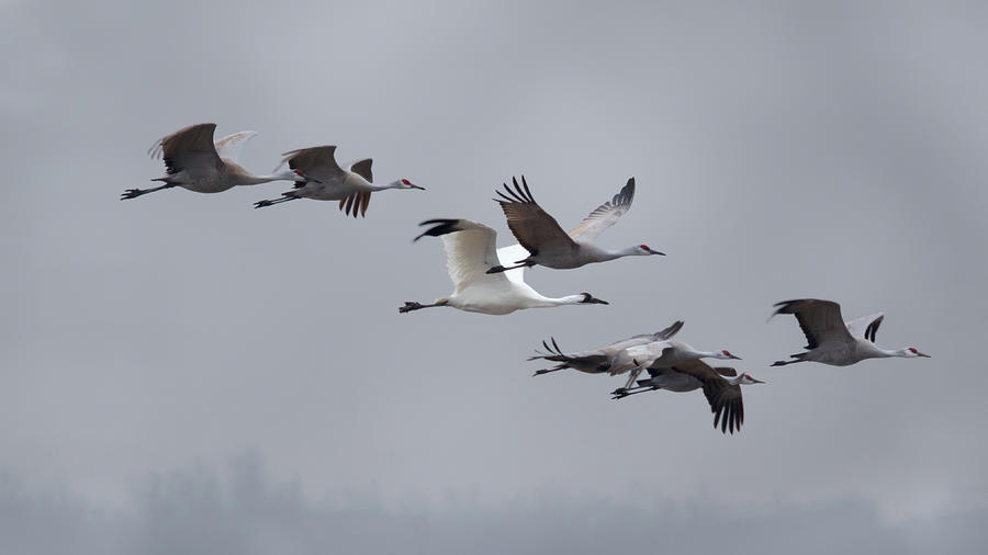 Cranes Flying Photograph by Susan Rissi Tregoning