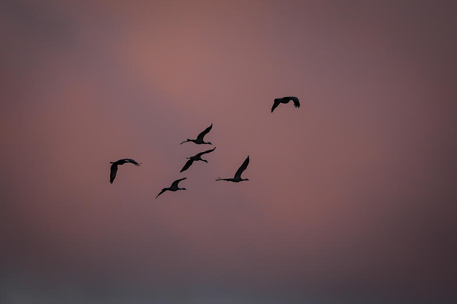 Cranes Heading to Roost Photograph by Jeff Phillippi