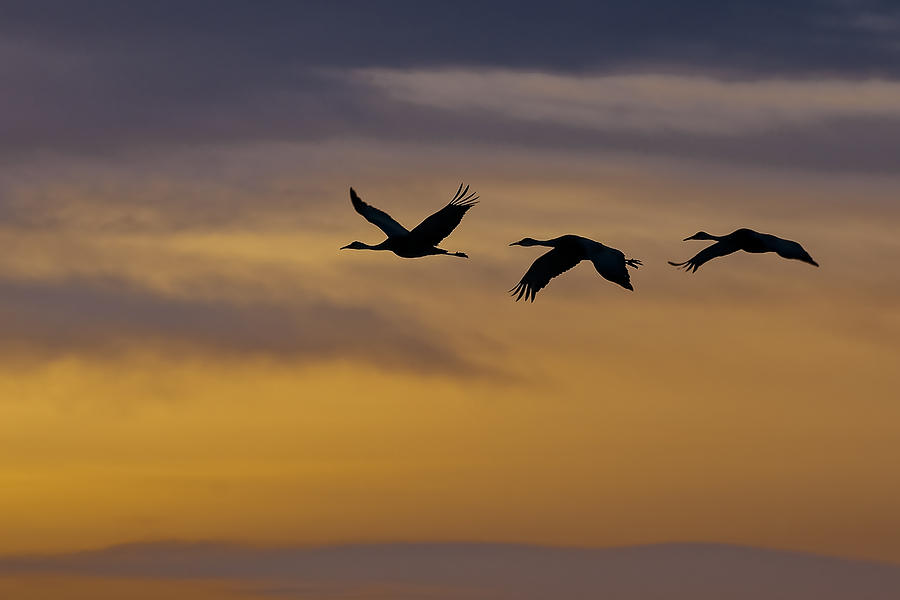 Cranes in Flight Photograph by Gary Lengyel | Fine Art America