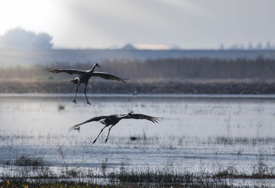 Cranes in Flight Photograph by Wendy Carrington
