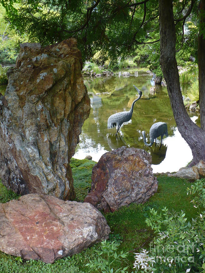 Cranes in Japanese Garden Pond Photograph by Carol Groenen
