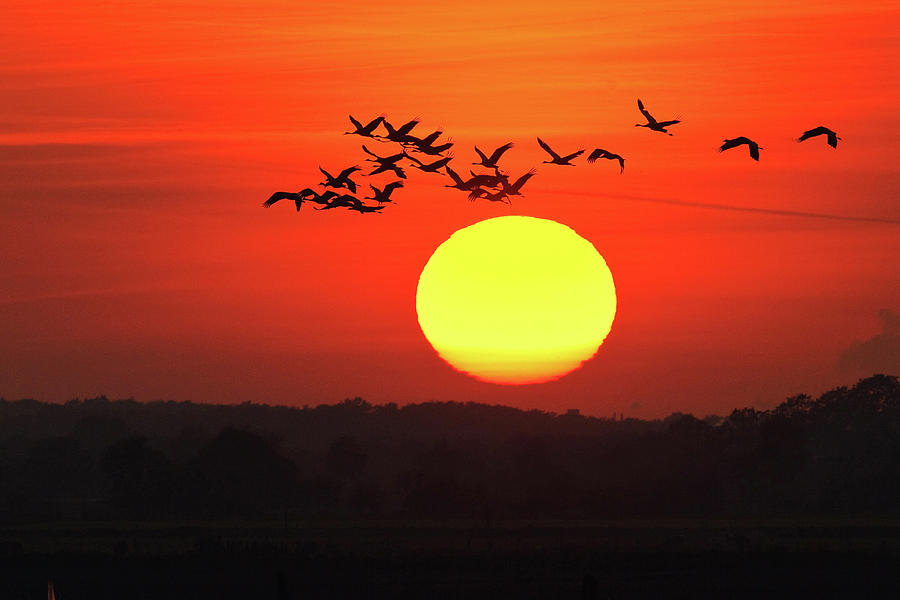 Cranes In The Sundown Drawing By Mcphoto Rolfes Bildagentur Online