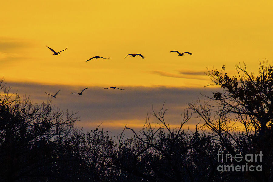 Cranes in the Sunrise Photograph by Randy Jackson